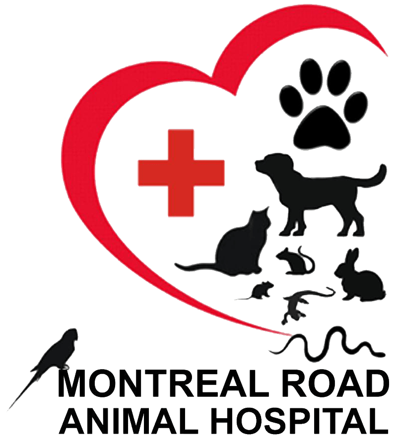 Montreal Road Animal Hospital